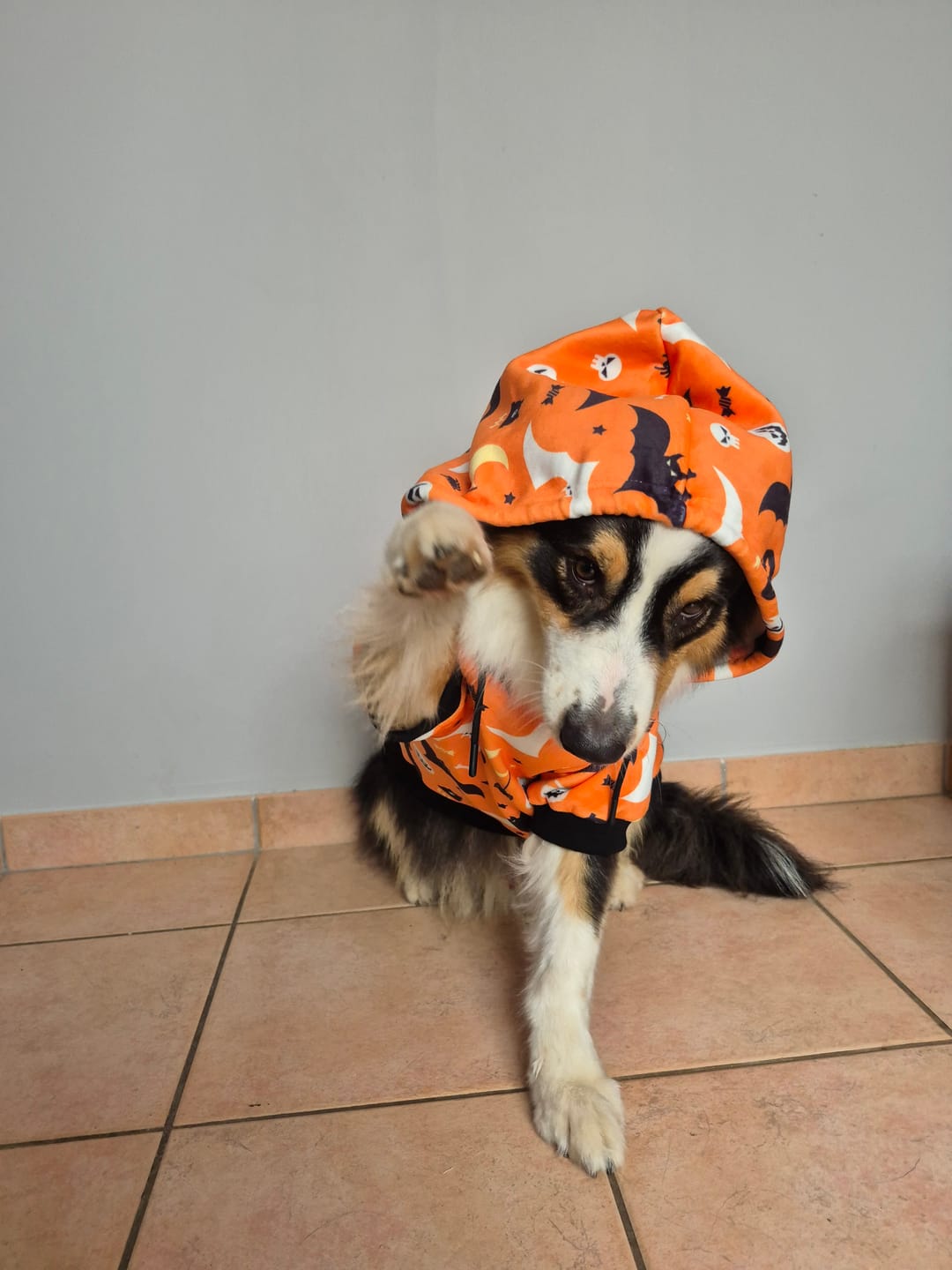 Customer photo review of Halloween Dog Hoodie - Orange (2)