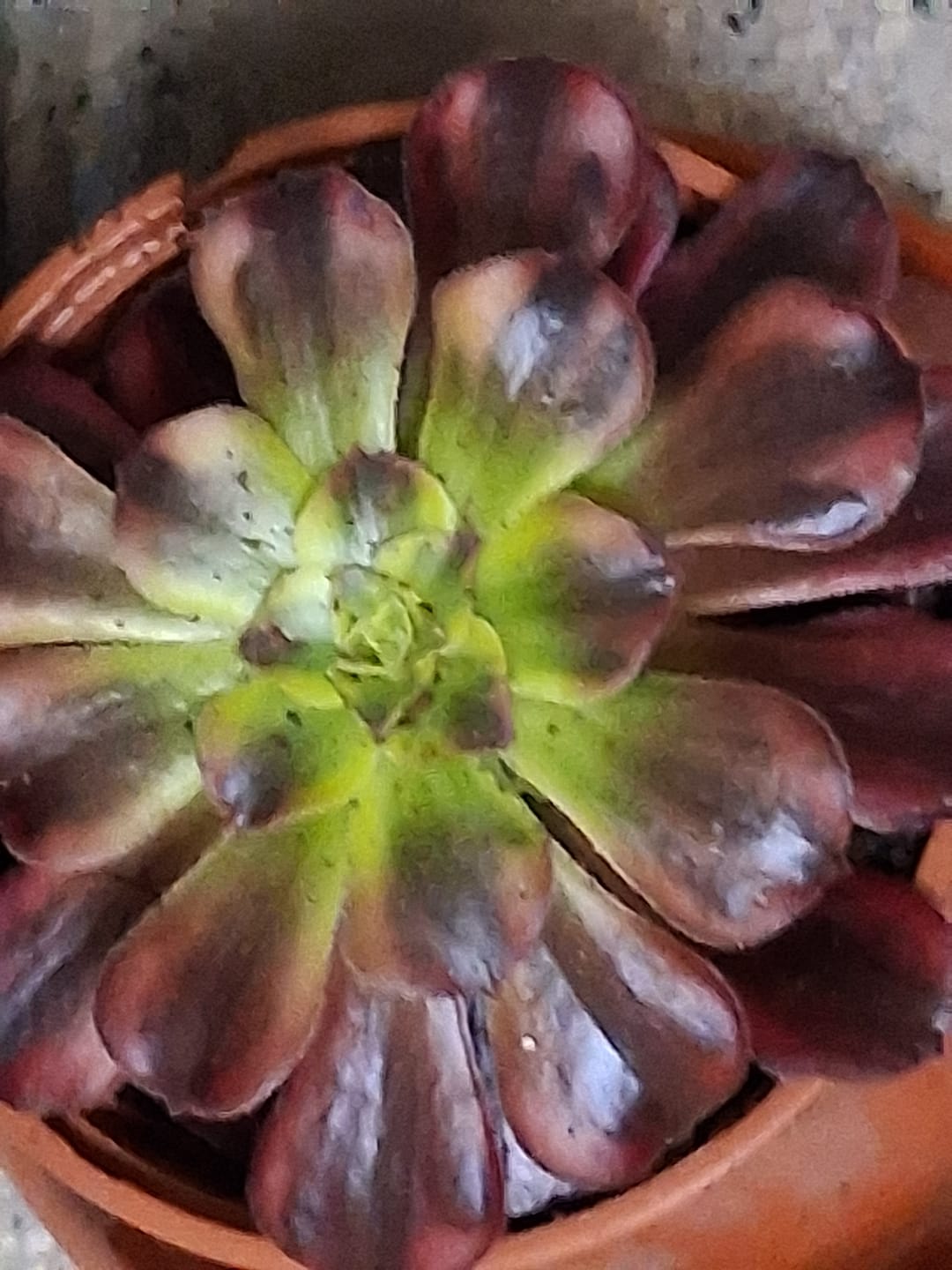 Customer photo review of Aeonium Anna