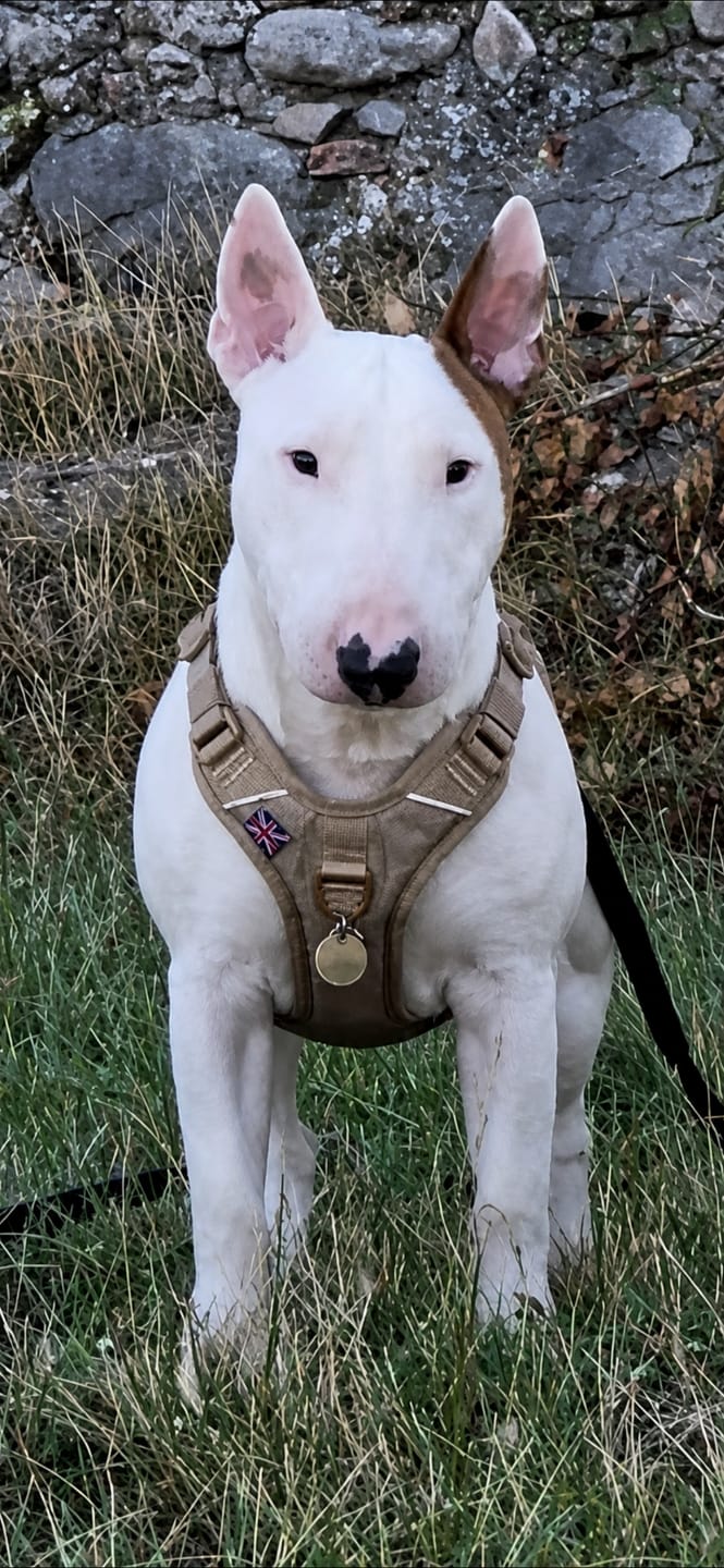 Customer photo review of 1.4m Lighter Swivel Combat Leash | Anti-Tangle & Secure Clip - Tan x Tan