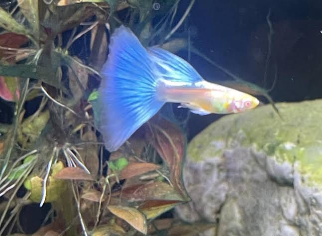 Customer photo review of Blue Topaz Big Dorsal Guppy Fish