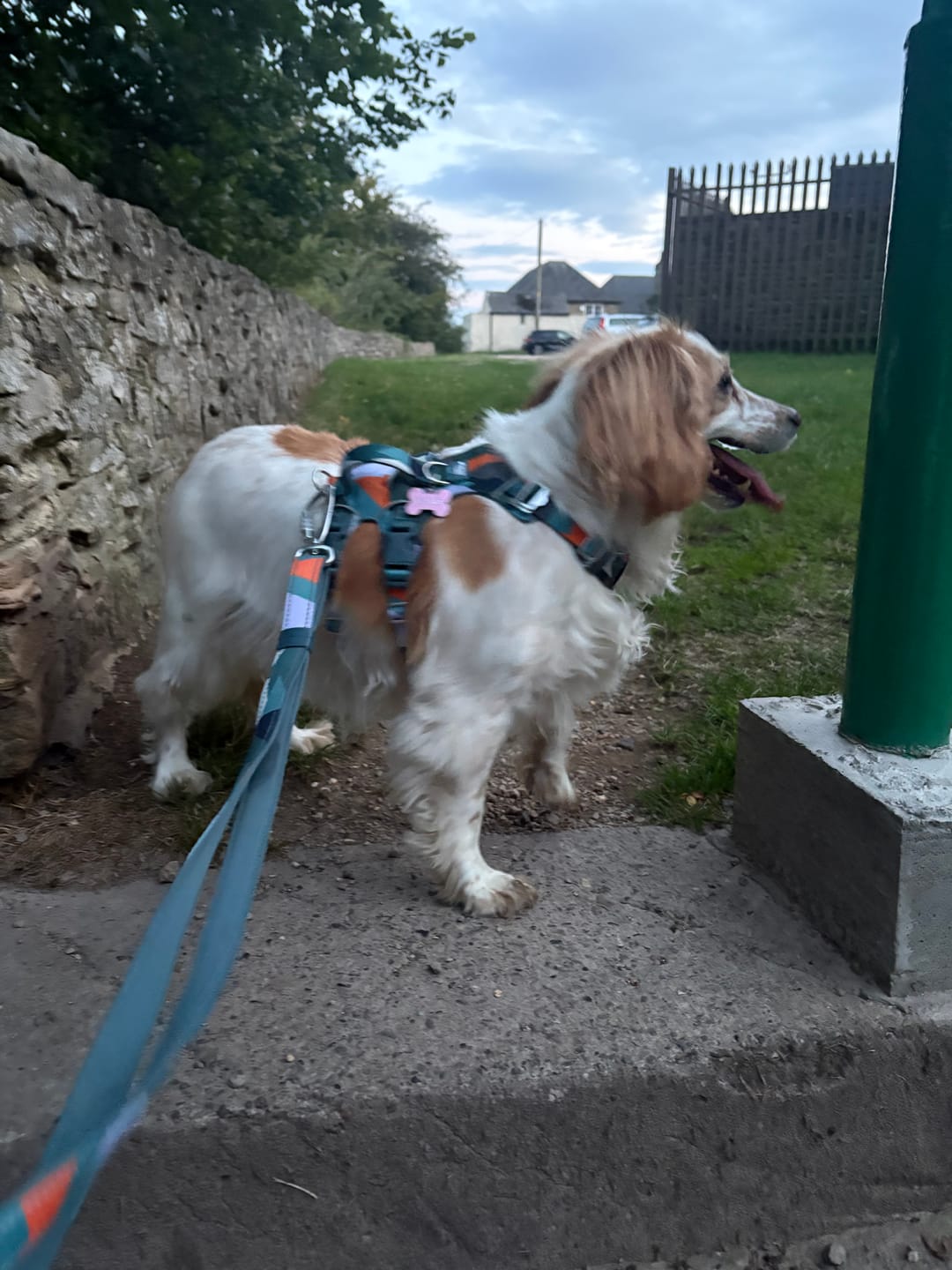 Customer photo review of Scramble Harness