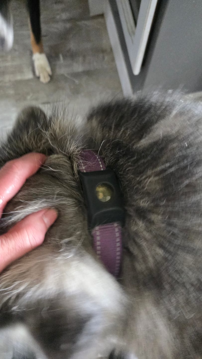 Customer photo review of FurLife™ 12 Months Flea and Tick Free