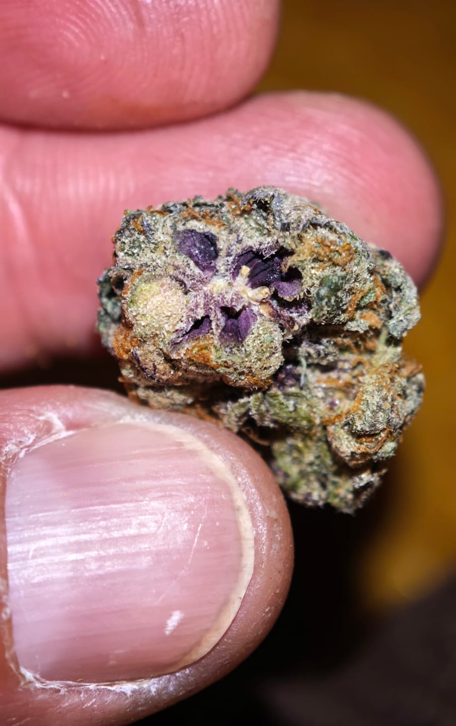 Customer photo review of CALI MIX AAA+ – Premium Selection