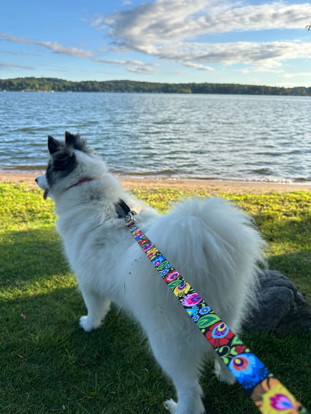 Customer photo review of Blackbird Martingale