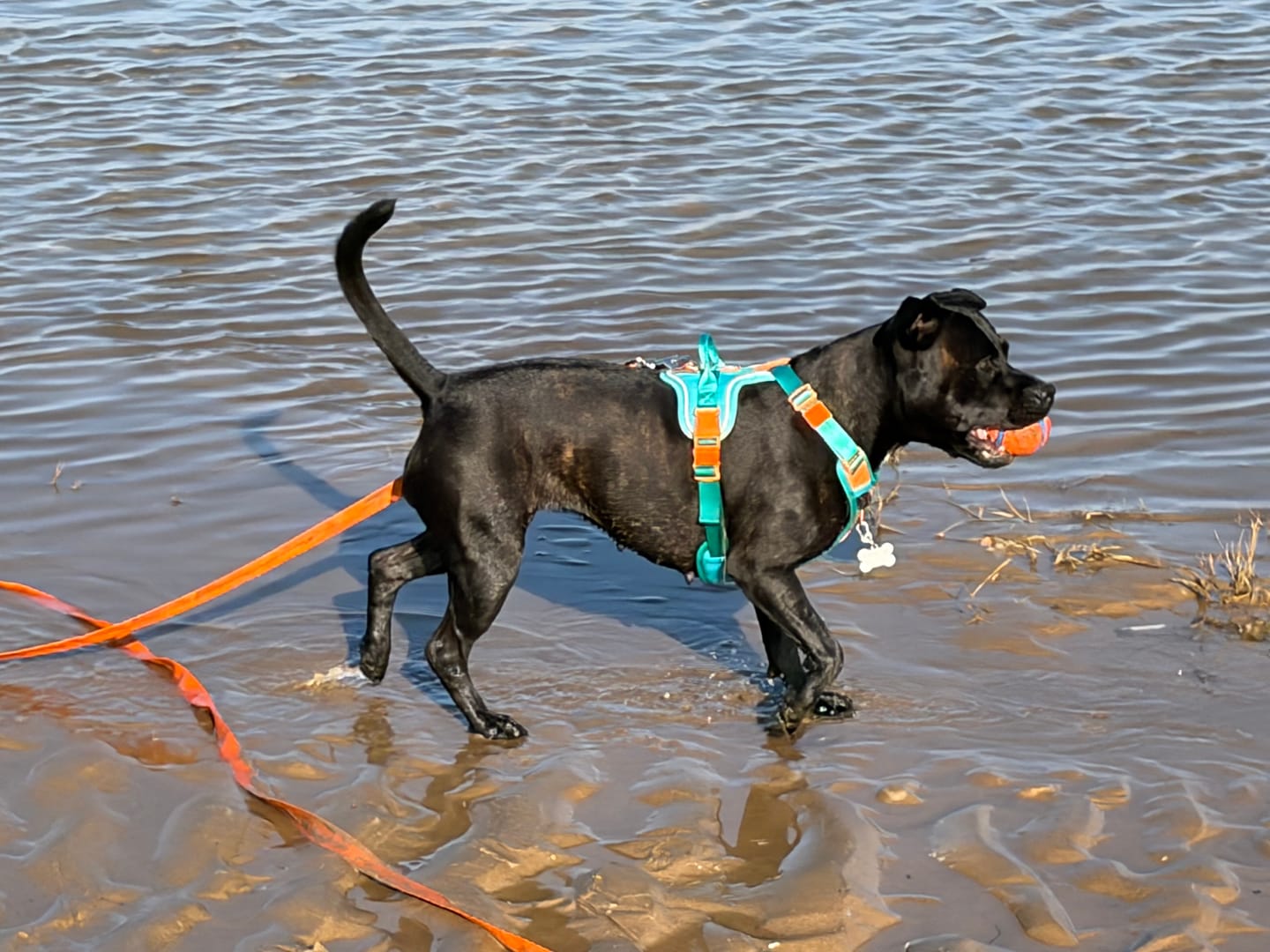 Customer photo review of Anti Pull Hurricane Harness Lighter | With Handle - Turquoise X Orange