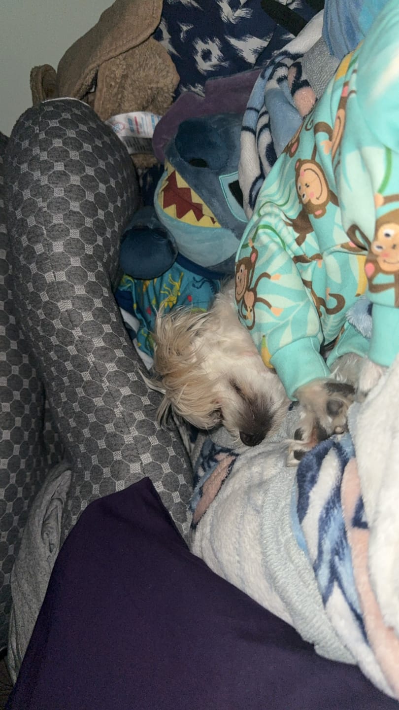 Customer photo review of Dog Pajama - Monkey Business