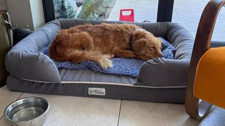 Customer photo review of Selekta CalmPaw™ - Respira Paz en Casa