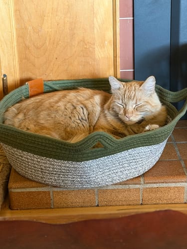 Customer's orange cat sleeping inside a round, green and grey rope Instinct Basket on a tiled floor.