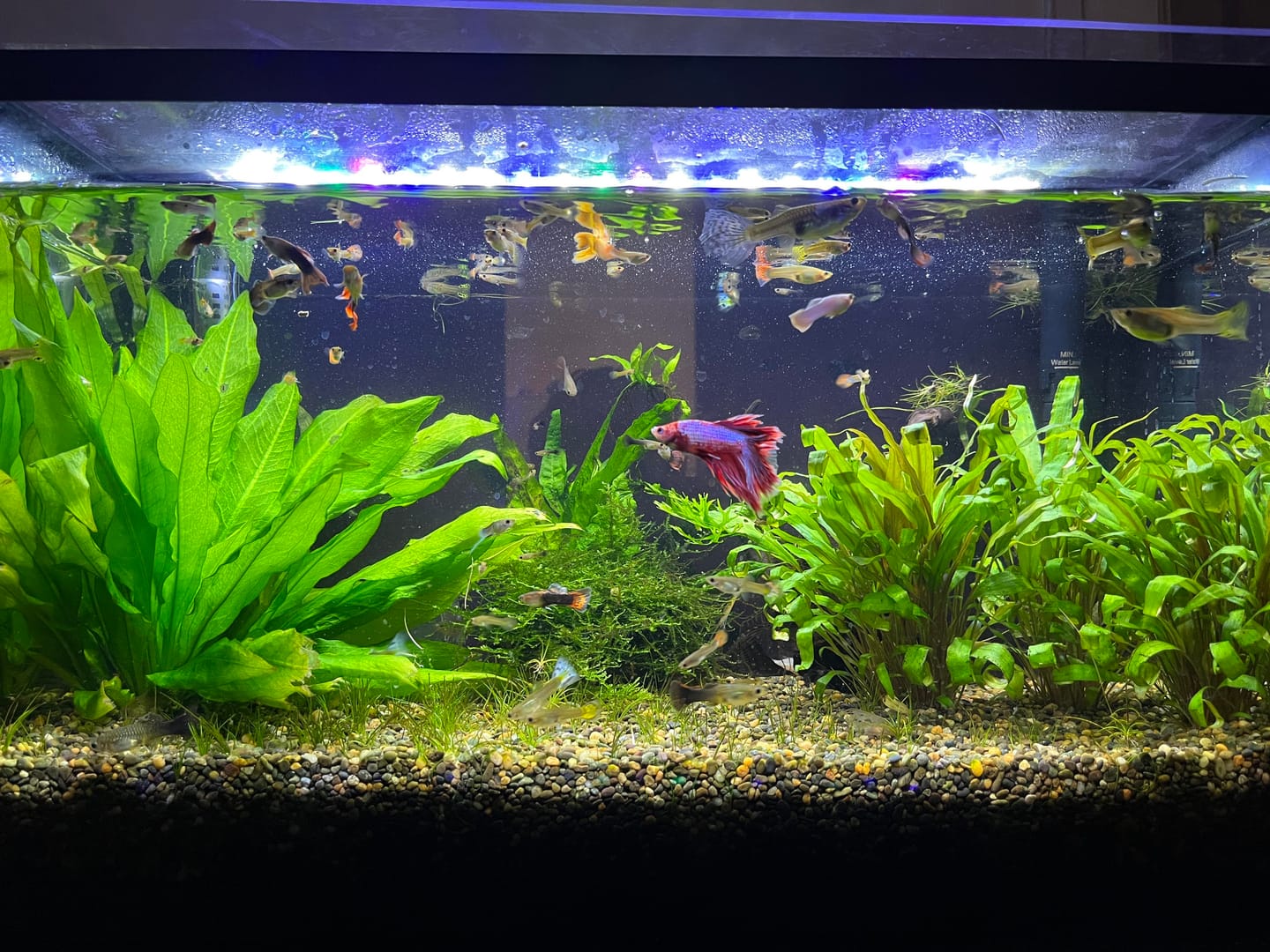 Customer photo review of Half Black Blue Guppy Fish
