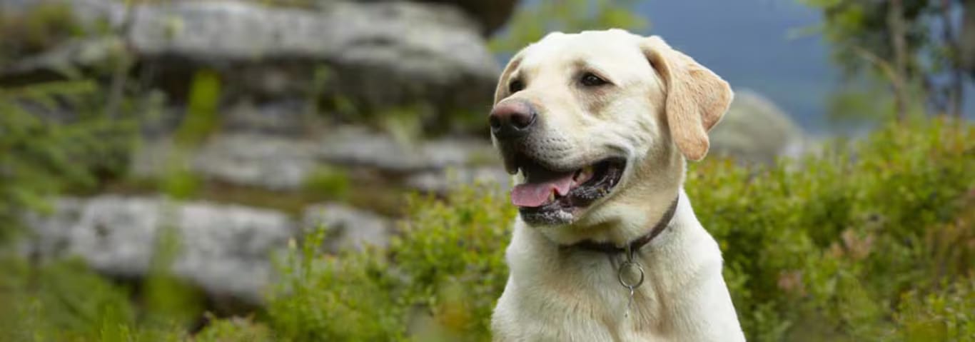 Customer photo review of Selekta CalmPaw™ - Respira Paz en Casa