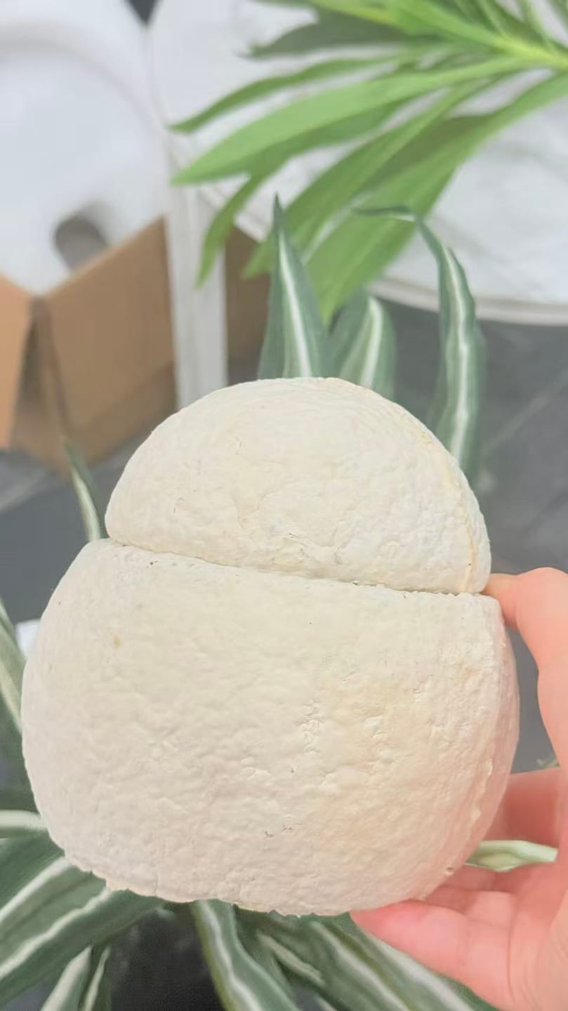 Customer photo review of LovFur™ Snowmelt Mycelium Pet Urn