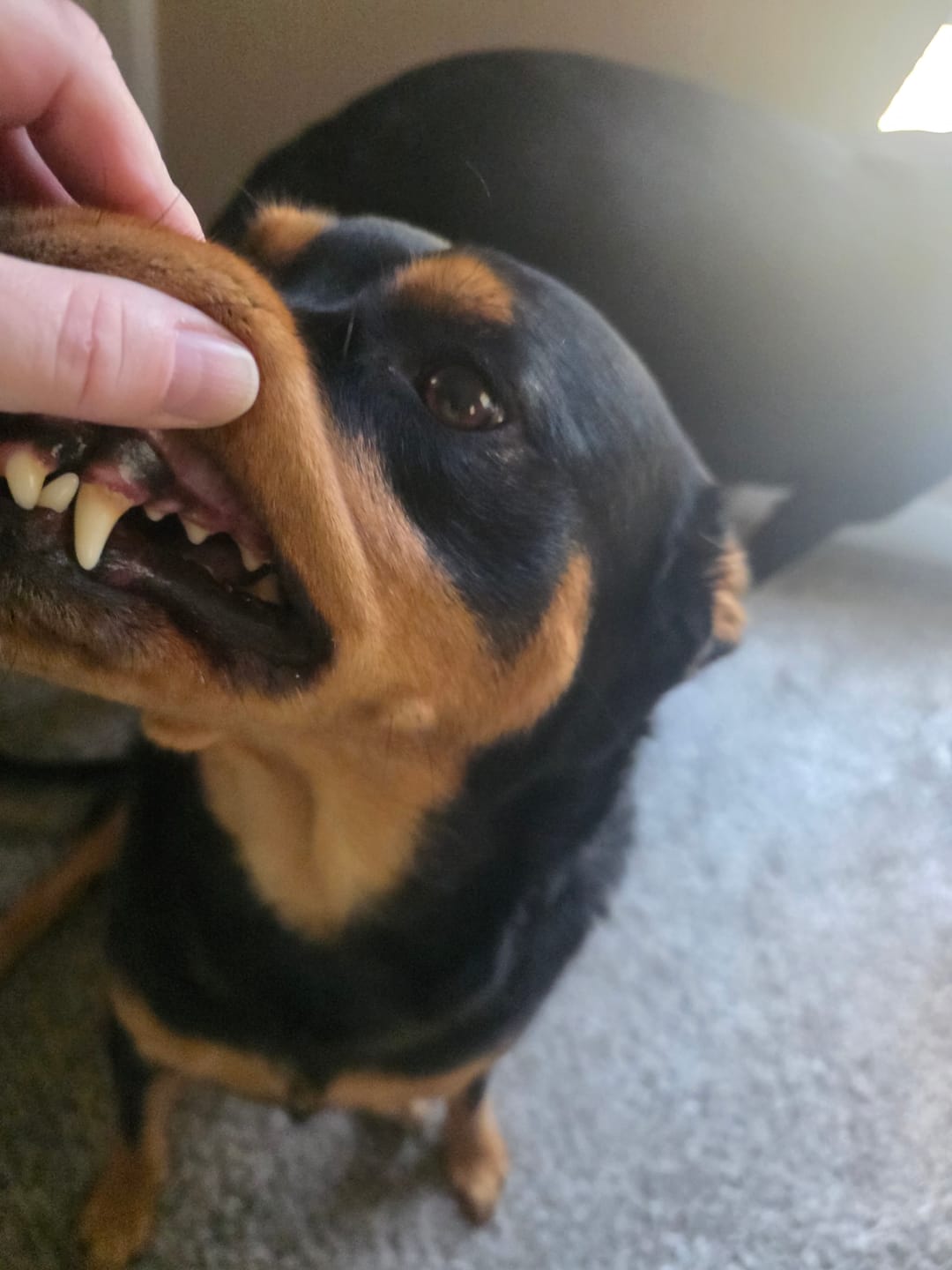 Customer photo review of ProDenta by PupLabs™ - Advanced Dental Health Formula for Dogs