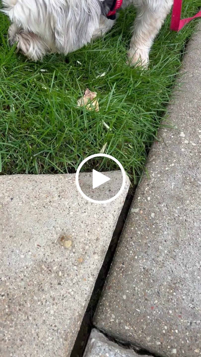 Customer video review of Ostrich Hip Bone (12" x 5"x 3”): The Durable, Flavor-Packed Chew for Medium & Large Dogs