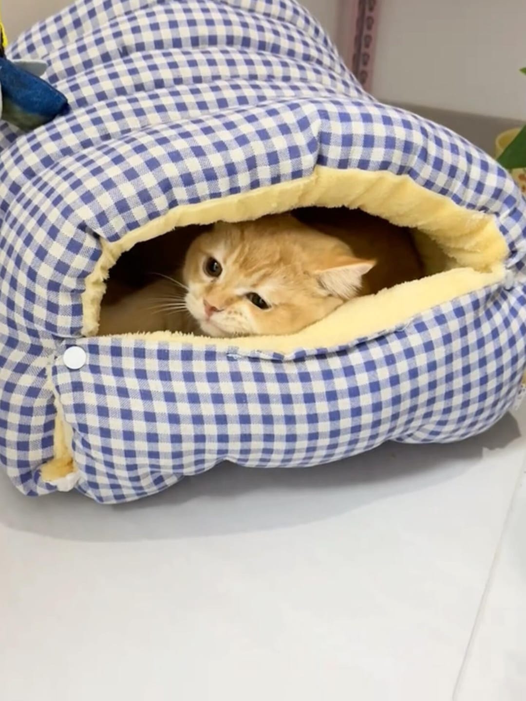 Customer photo review of Cozy Cave Pet Nest - A Snug, Washable Haven for Your Furry Friend