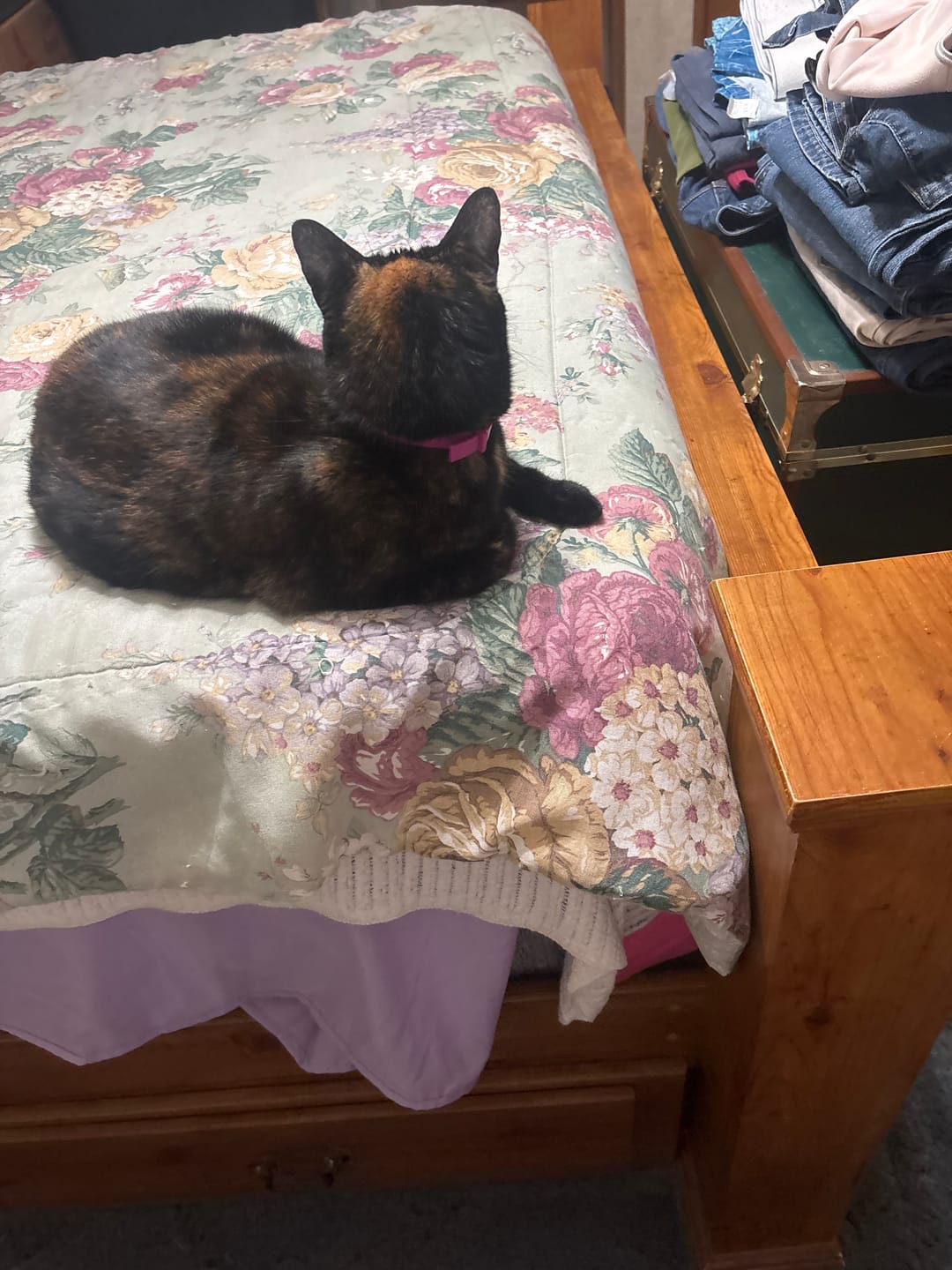 Customer photo review of FurLife™ - 8 Months Flea and Tick Free