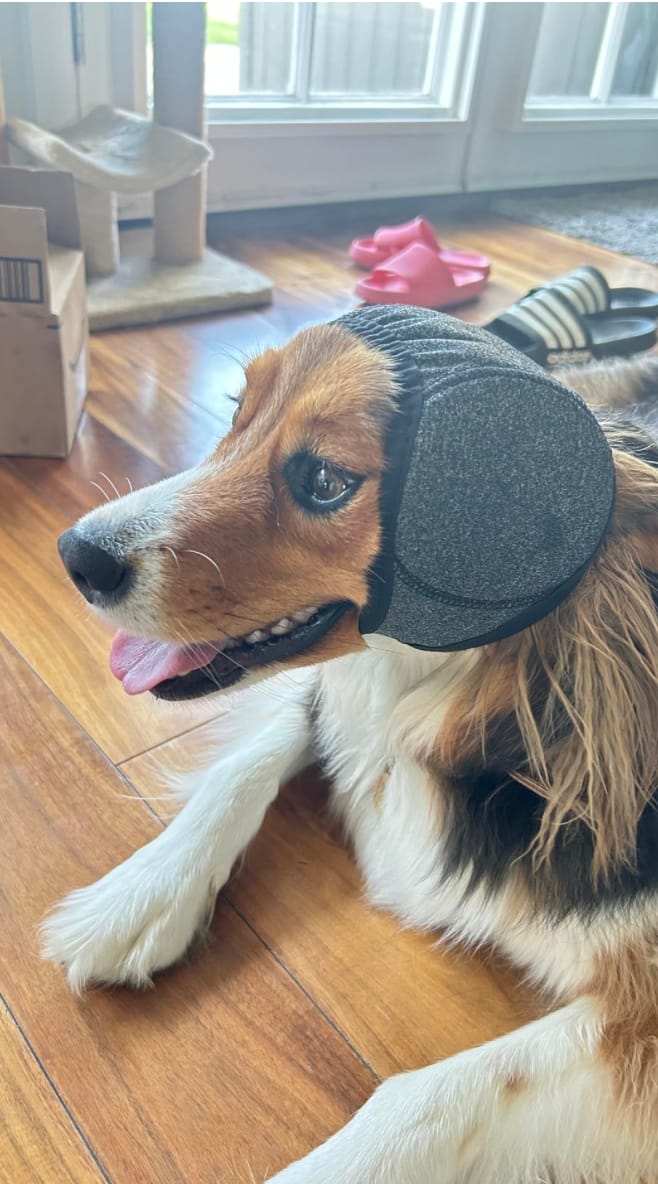 Customer photo review of Noise Protection Ear Muffs