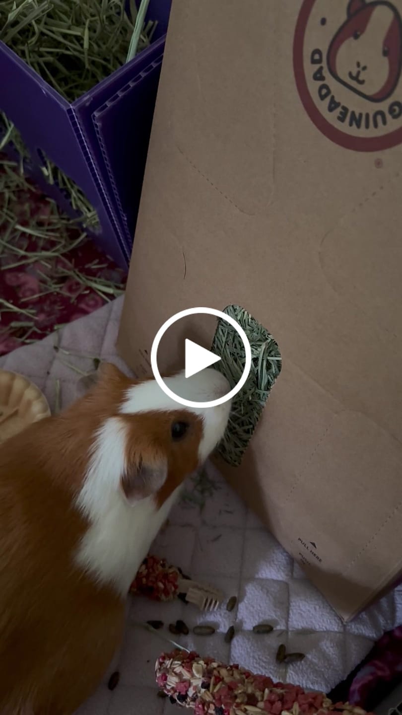 Customer video review of GuineaDad Orchard Hay Box for Guinea Pigs