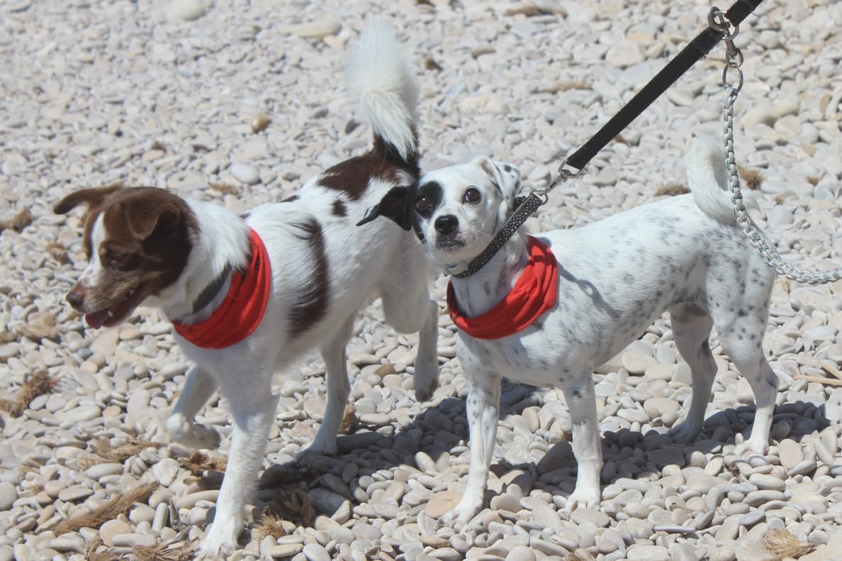 Customer photo review of Educación Vial Canina