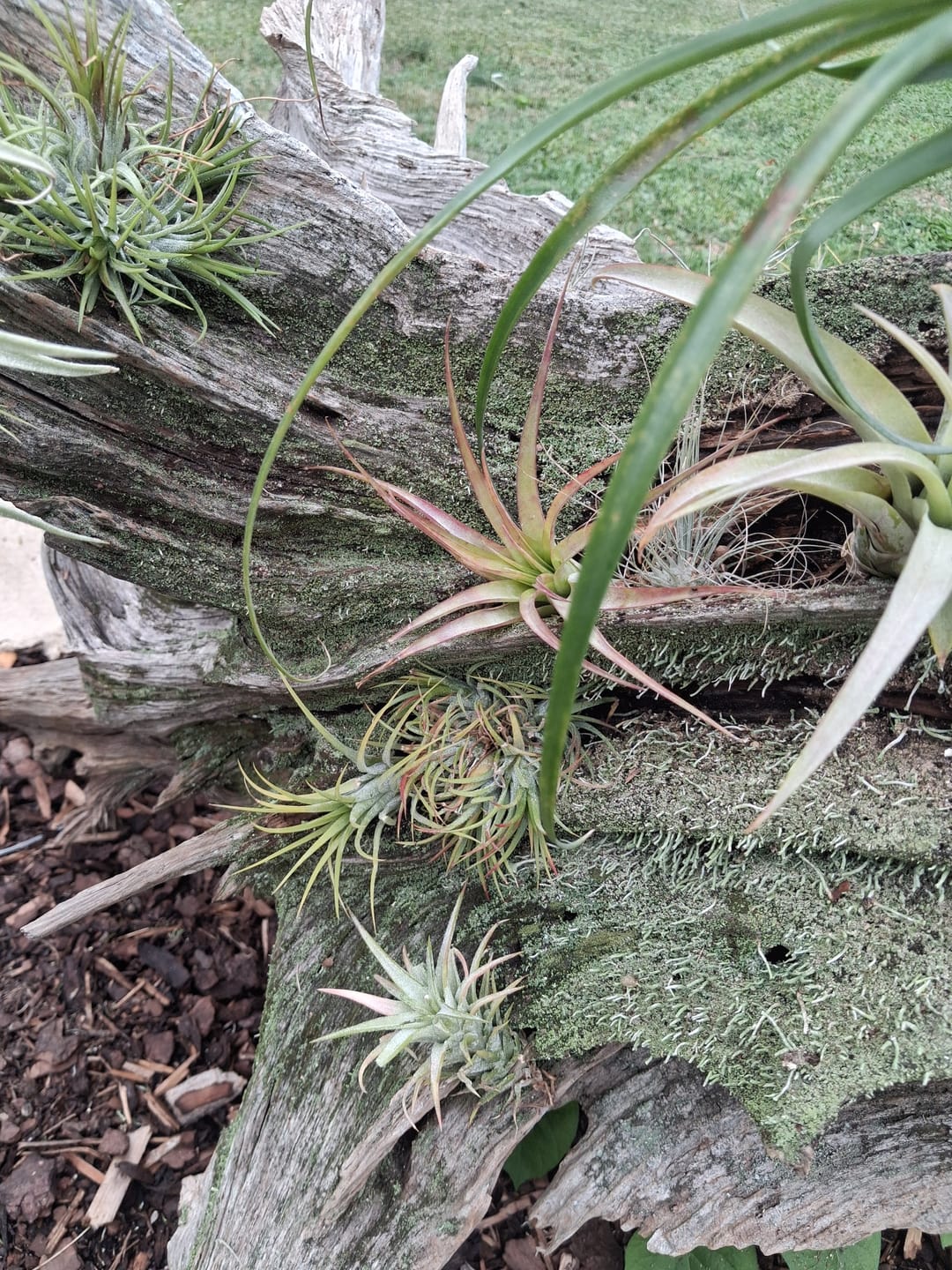 Customer photo review of Tillandsia capitata var. peach