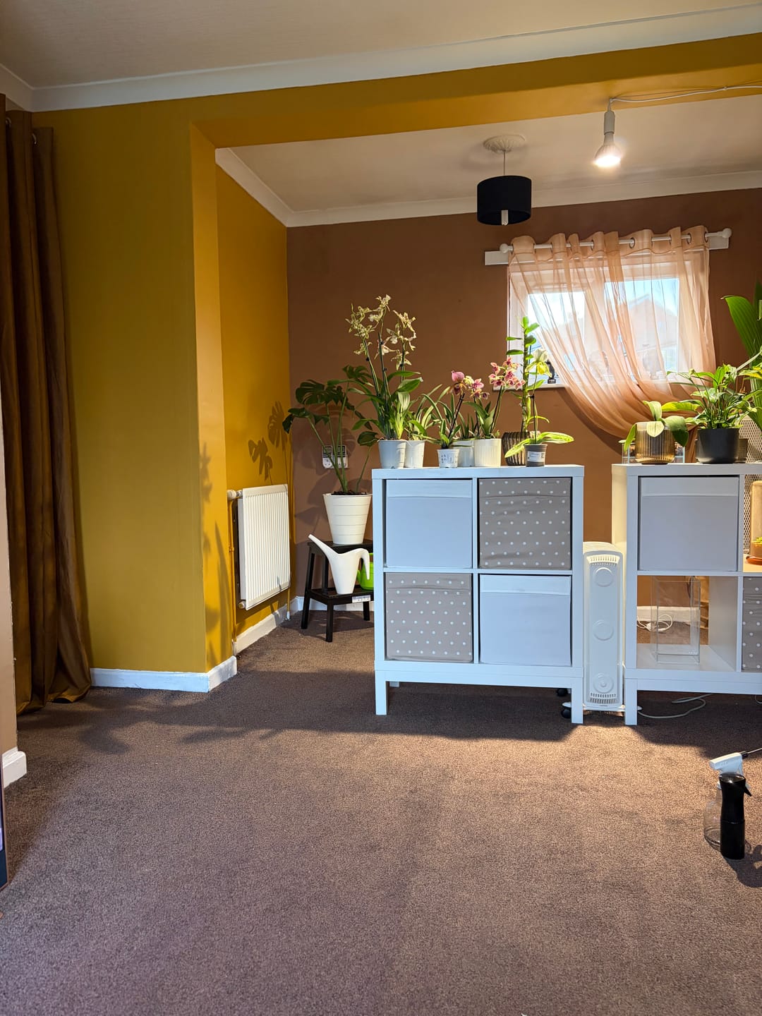 Customer photo review of Pianta Grow Light and Enna Plug-in Ceiling Pendant Bundle