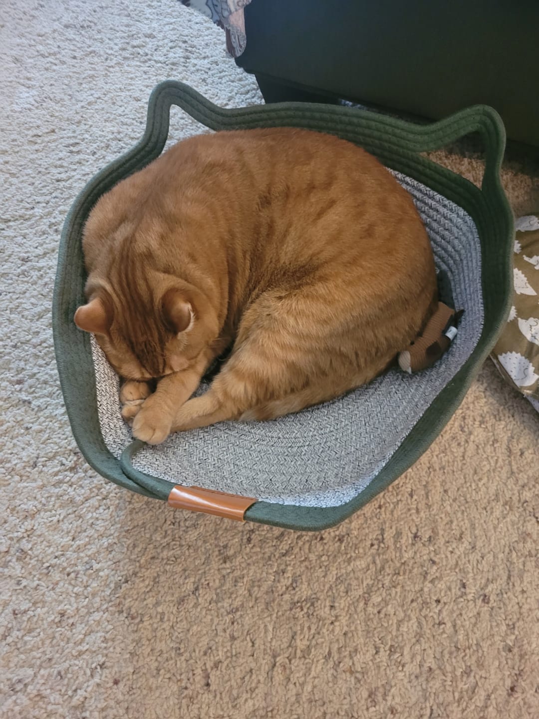 Customer photo review of Instinct Basket | Meet the first research-backed natural territory for indoor cats