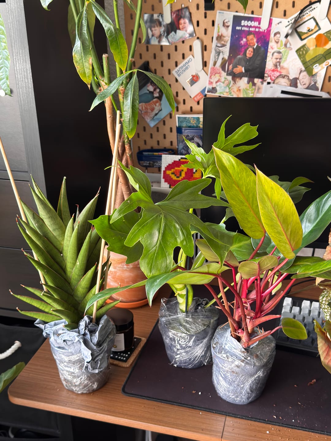 Customer photo review of SAD-PLANT-SET