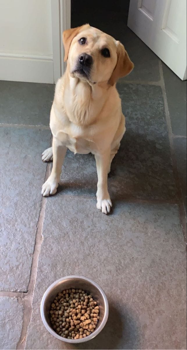 Customer photo review of Libro Mascotas Bajo Control