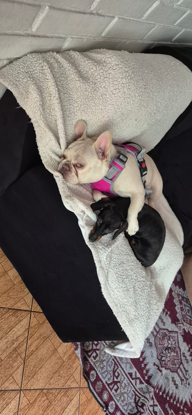 Customer photo review of PetFamily Foods Cerdo Nordico
