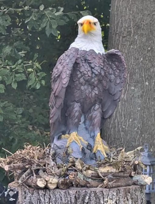 Customer photo review of 24.4" Large Standing Bald Eagle Statue, Hand-Painted Resin American Eagle for Patio & Lawn Decor