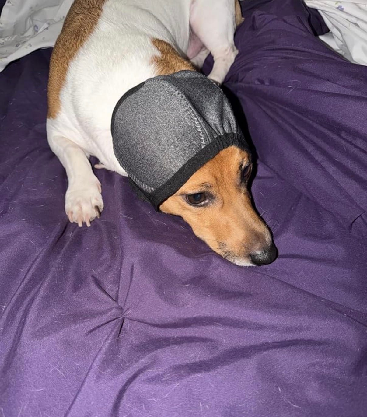 Customer photo review of Noise Protection Ear Muffs