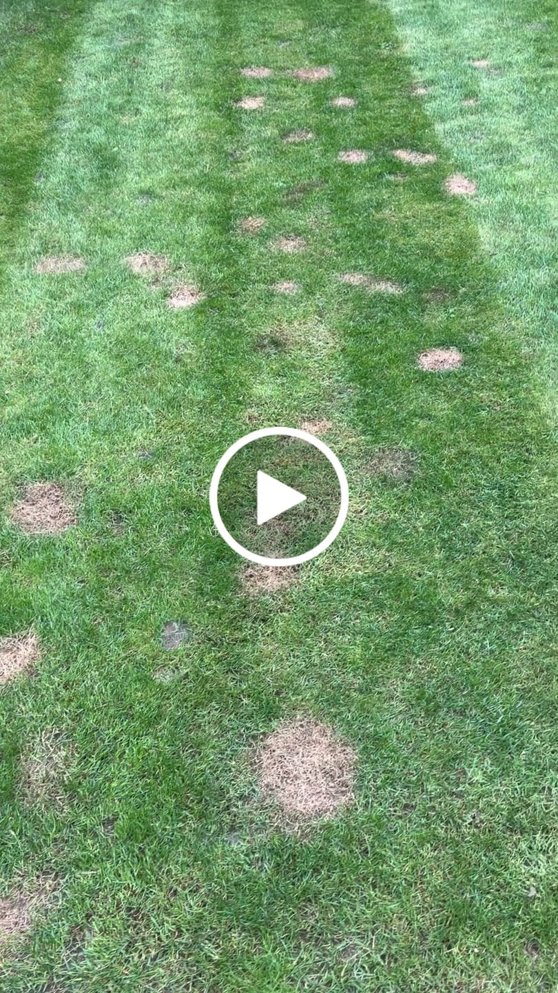 Customer video review of Grass Green Supplement Chews for Dogs