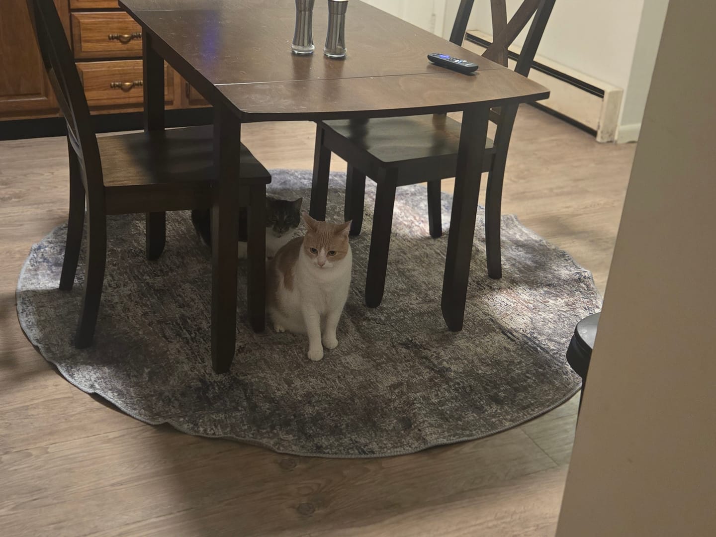 Customer photo review of Abstract Border Echo in Blue & Grey : Round Rug