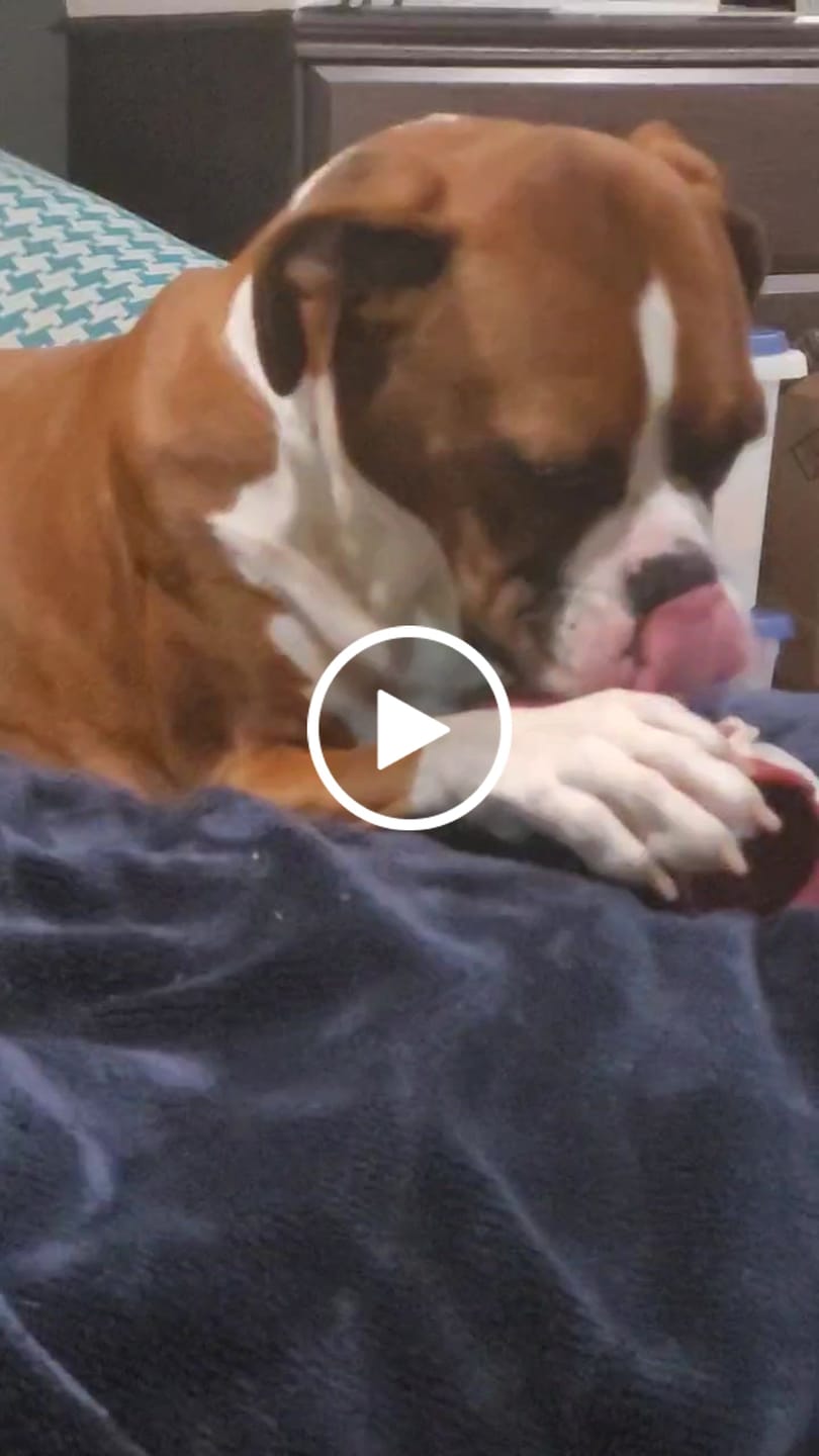 Customer video review of Bully Stick Safety Holder