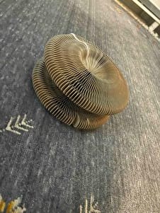 Customer photo review of PatiÖdül™ Akıllı Tırmalama ve Oyun Yatağı