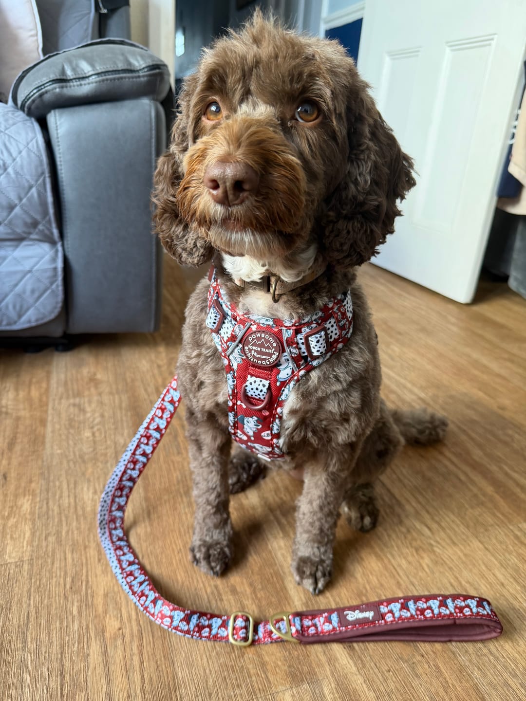 Customer photo review of Disney© Tough Trails™ Harness - 101 Dalmatians
