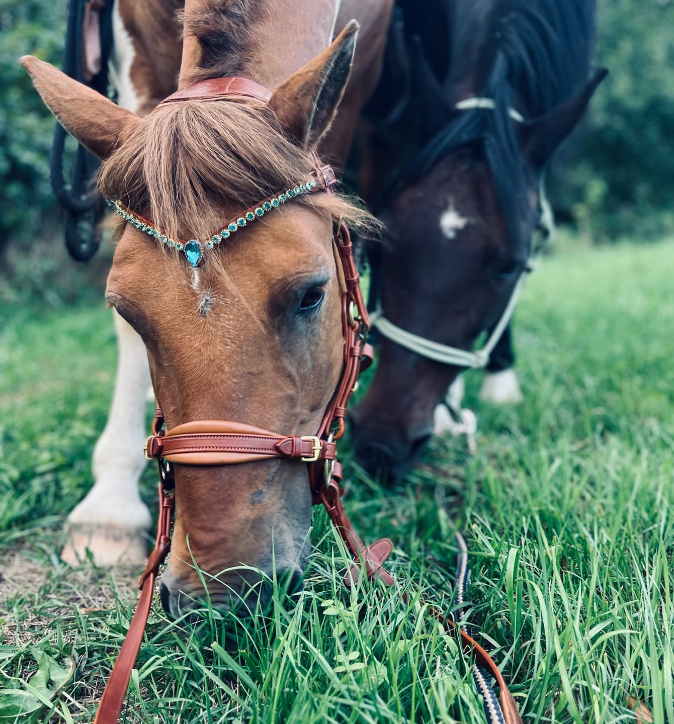 Customer photo review of OUTGOING Bella Starwheel hackamore cognac