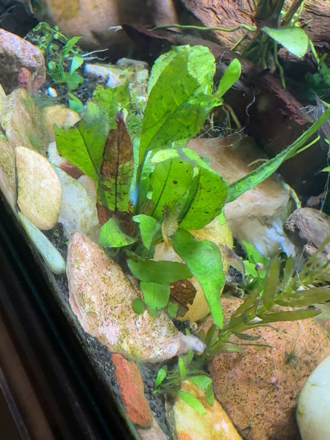 Customer photo review of Amano Shrimp