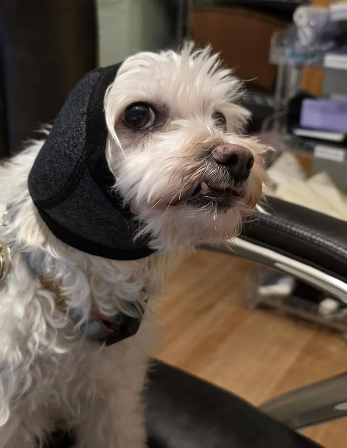 Customer photo review of Noise Protection Ear Muffs