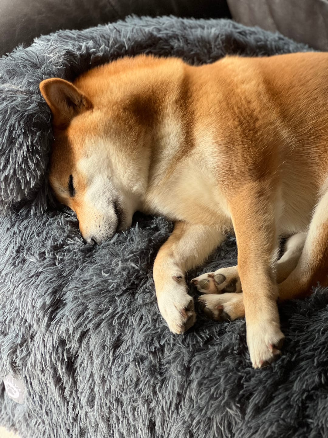 Customer photo review of Calming Couch Bed