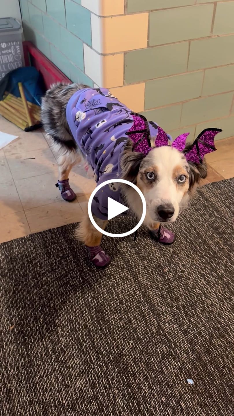 Customer video review of Halloween Dog Hoodie - Purple