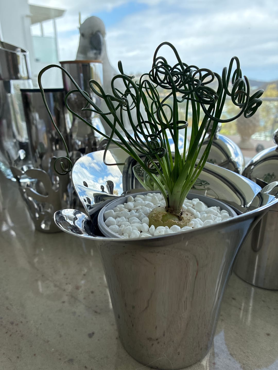 Customer photo review of Albuca 'Frizzle Sizzle'