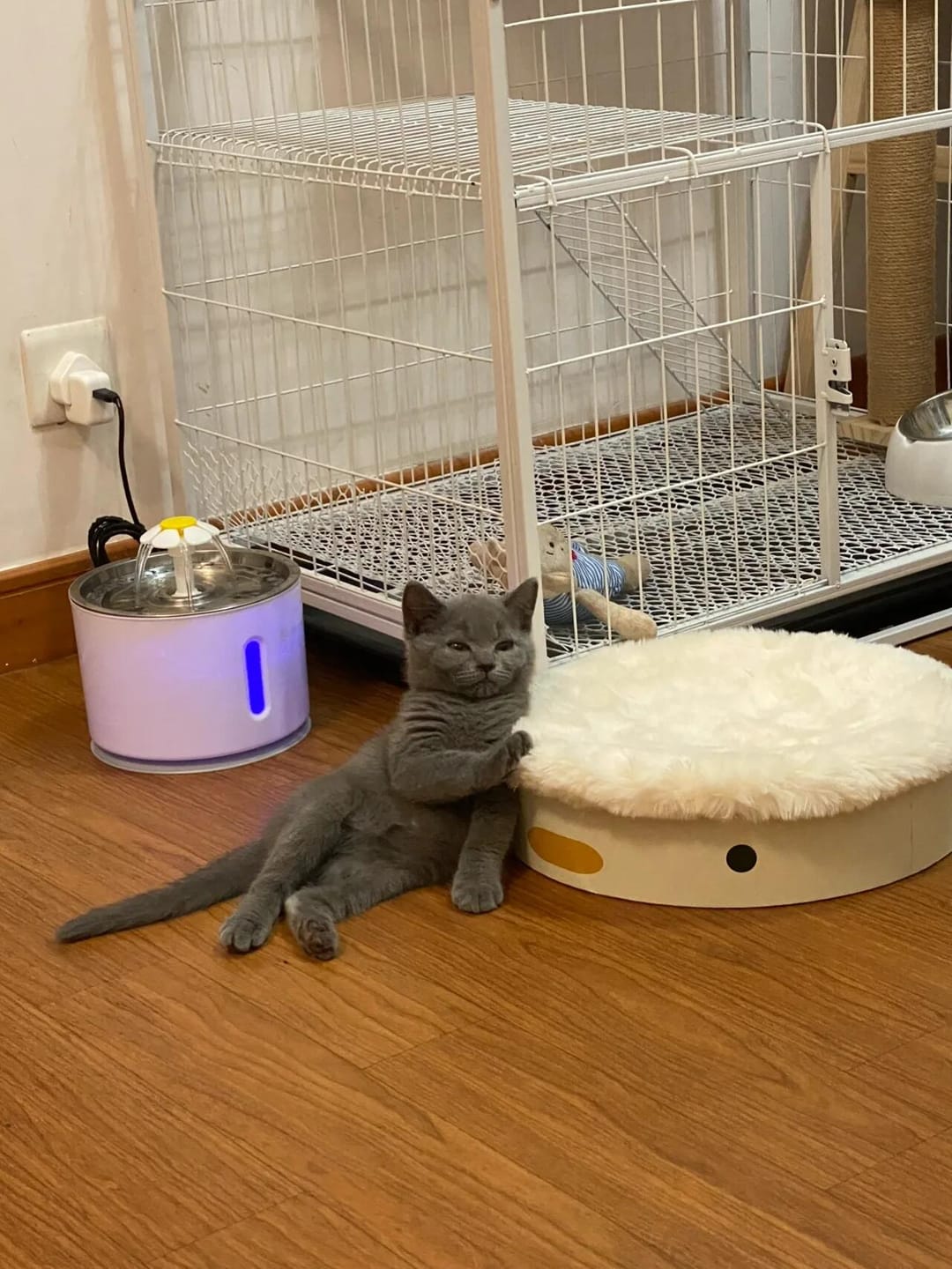 Customer photo review of Pawtique BloomFlow™ 2.4L Stainless Steel Pet Fountain