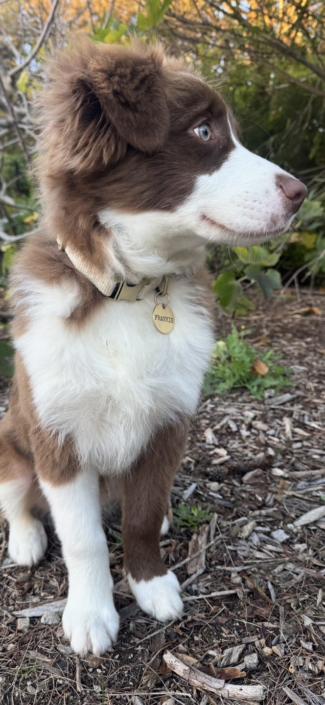 Customer photo review of RUSTIC Hemp Dog Collar ~ Brushed Antique