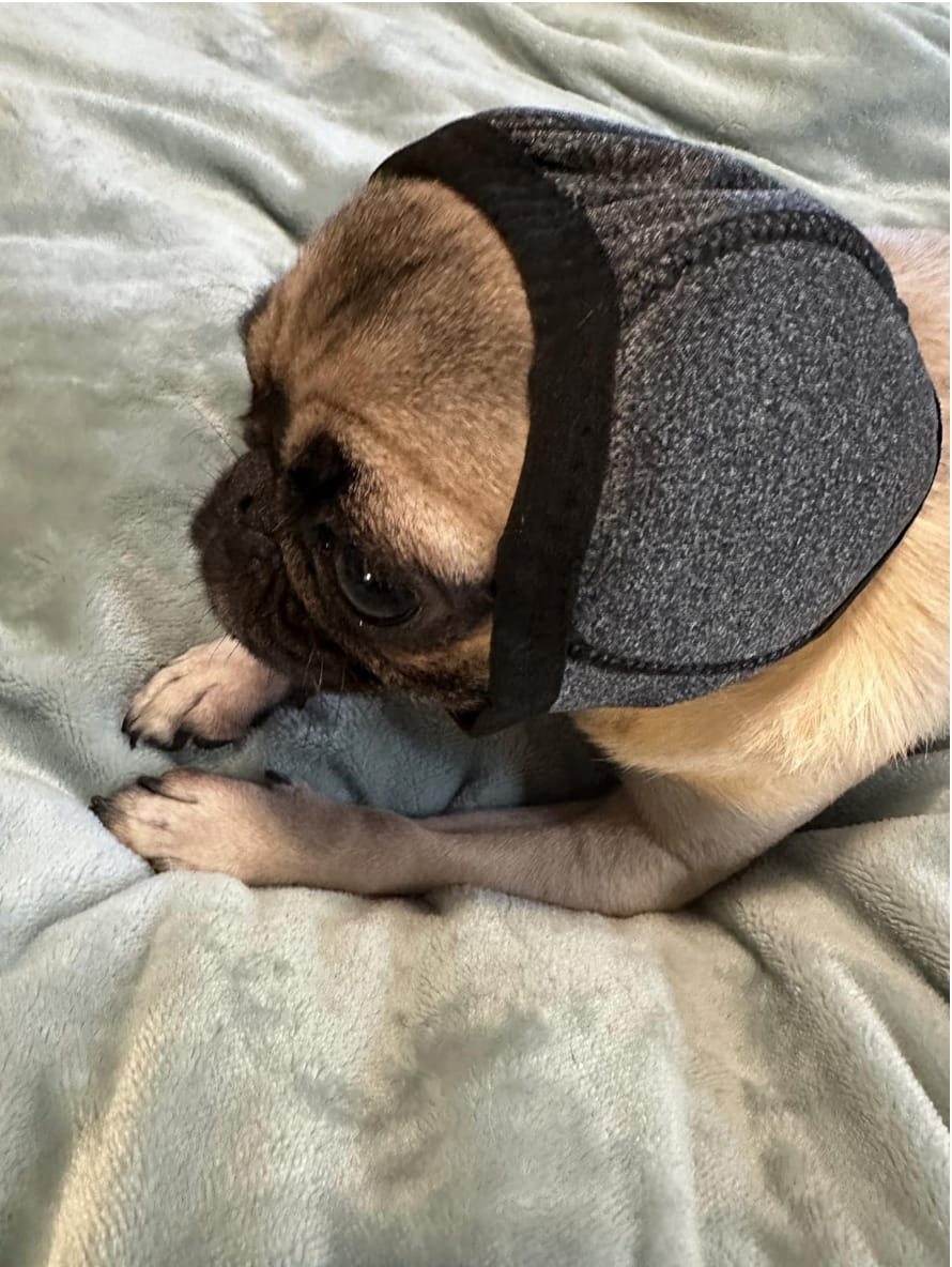 Customer photo review of Noise Protection Ear Muffs