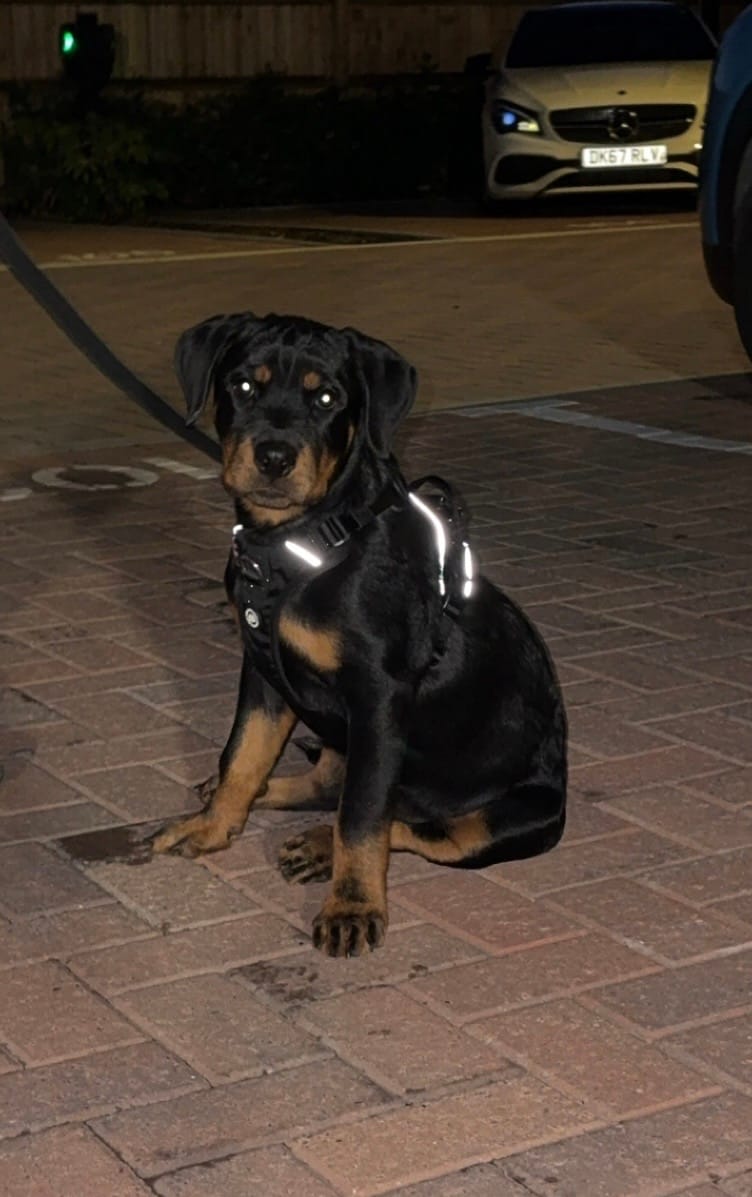 Customer photo review of Anti Pull Hurricane Harness Lighter | With Handle - Black