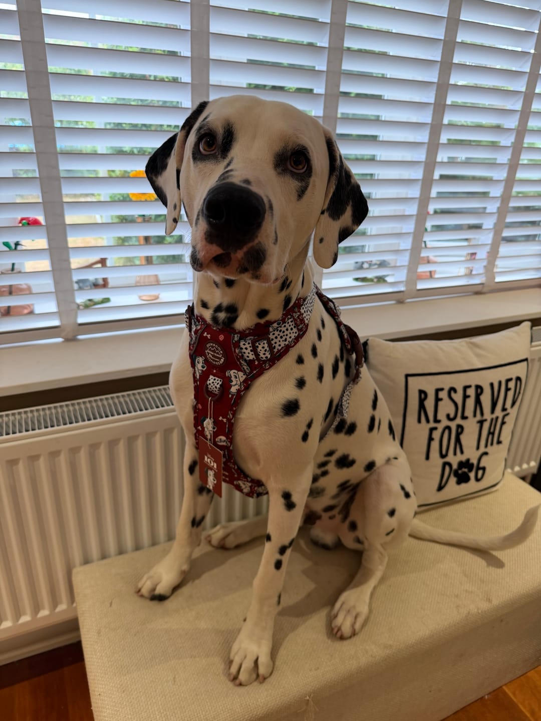 Customer photo review of Disney© Tough Trails™ Harness - 101 Dalmatians