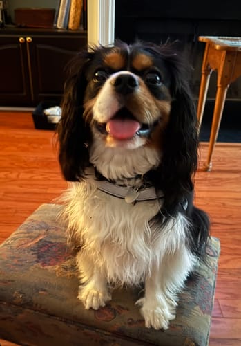 Customer's Cavalier King Charles Spaniel sitting while wearing a front D-ring harness indoors.