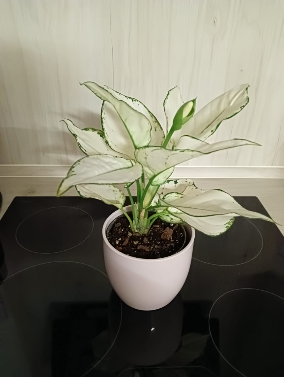 Customer photo review of AGLAONEMA WHITE JOY