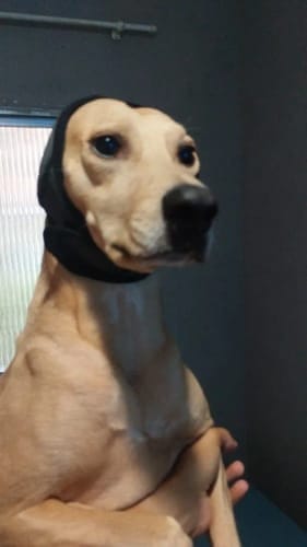Customer photo review of PawEase™ Calming Ear Wrap