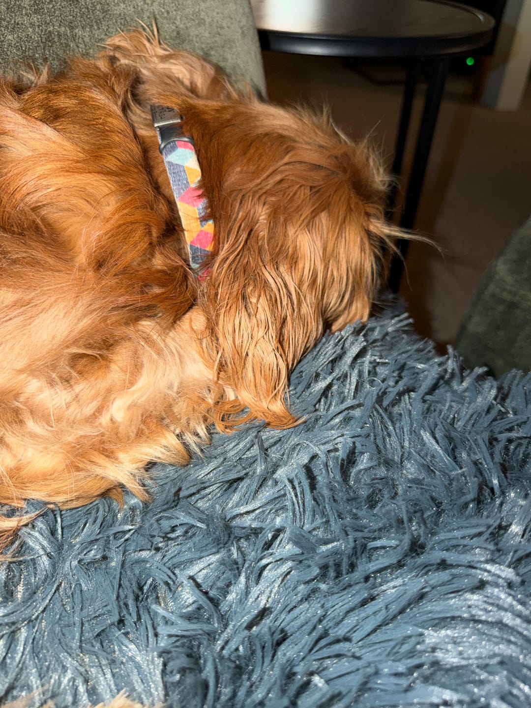 Customer photo review of Matching Calming Blanket